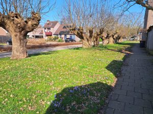 Meer ruimte voor natuur in de groenstrook tussen de Allersmaat en de Hermaat