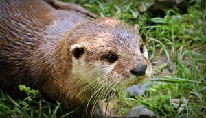 Mogelijk een otter in onze wijk gesignaleerd