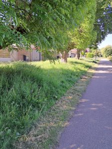 Nieuw maaibeleid op groenstrook Allersmaat/Hermaat: ruimte voor natuur