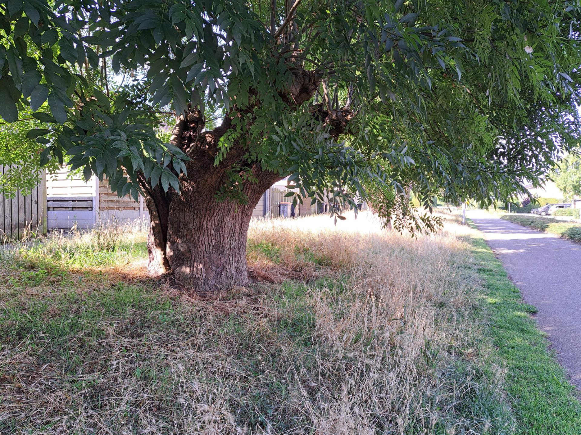 Groenstrook Allersmaat/Hermaat