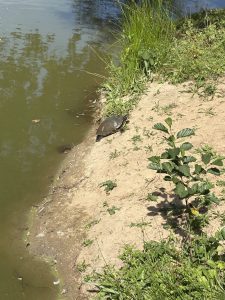 Schildpad gesignaleerd in de stadsvijver