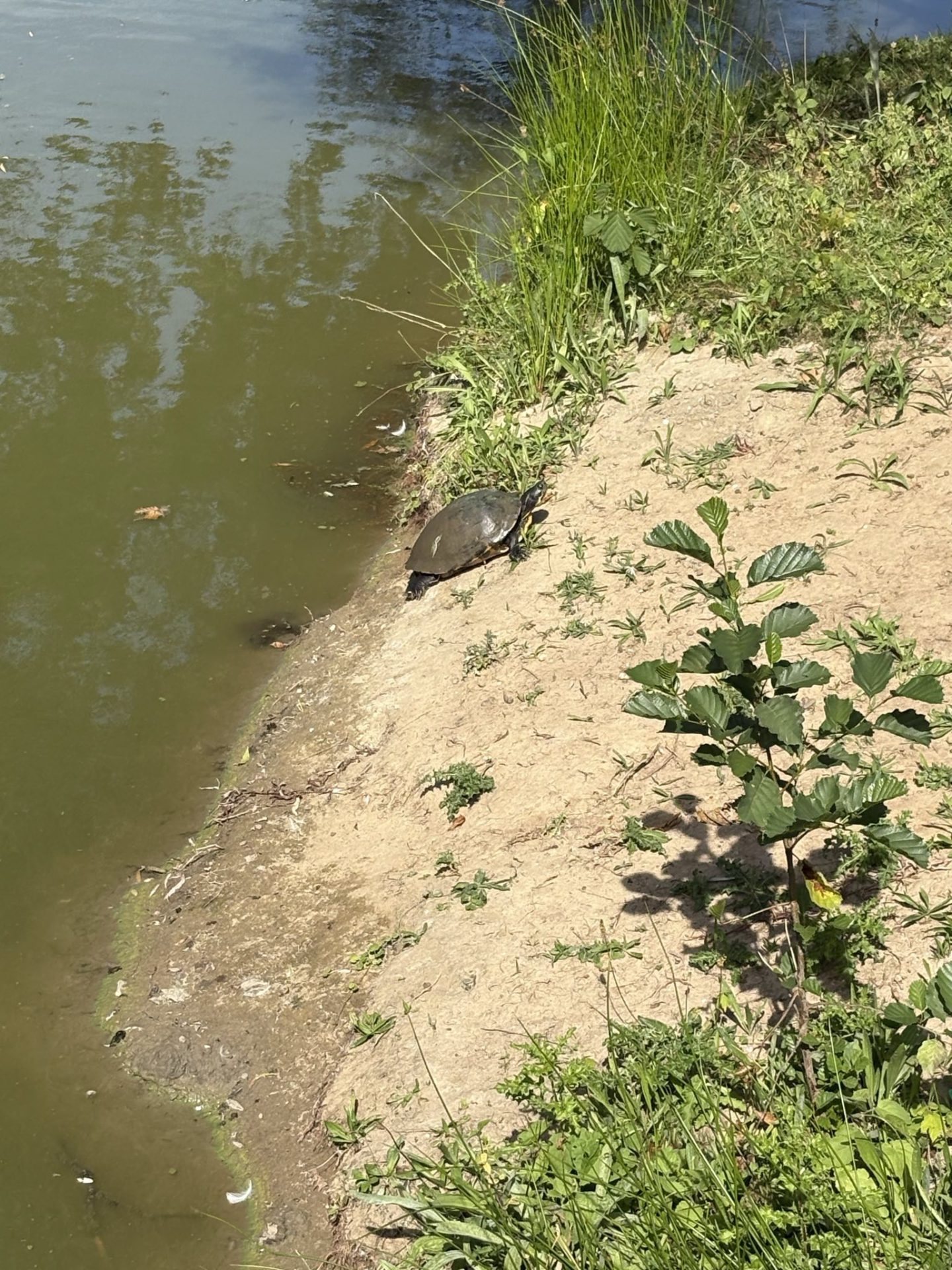 schildpad gesignaleerd in stadsvijver