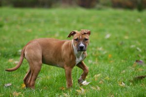 Hondenlosloopgebieden in Beinum: waar mag je hond los?