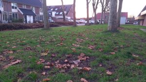 Circulus Berkel heeft bladeren in de wijk opgeruimd