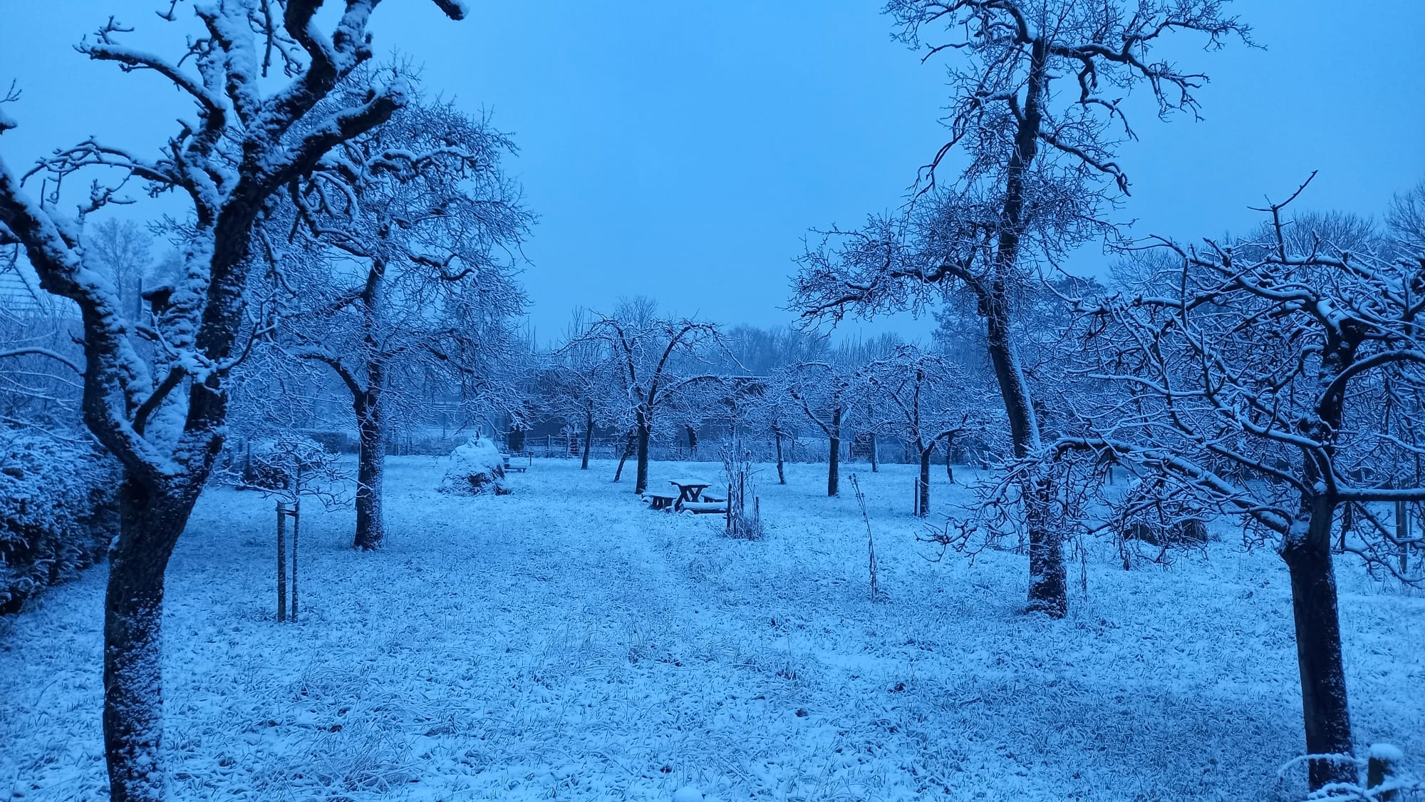 Boomgaard Beinum in de sneeuw